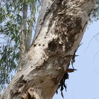 The pale, peeling trunk of a lemon eucalyptus tree with narrow leaves against a clear blue sky.
