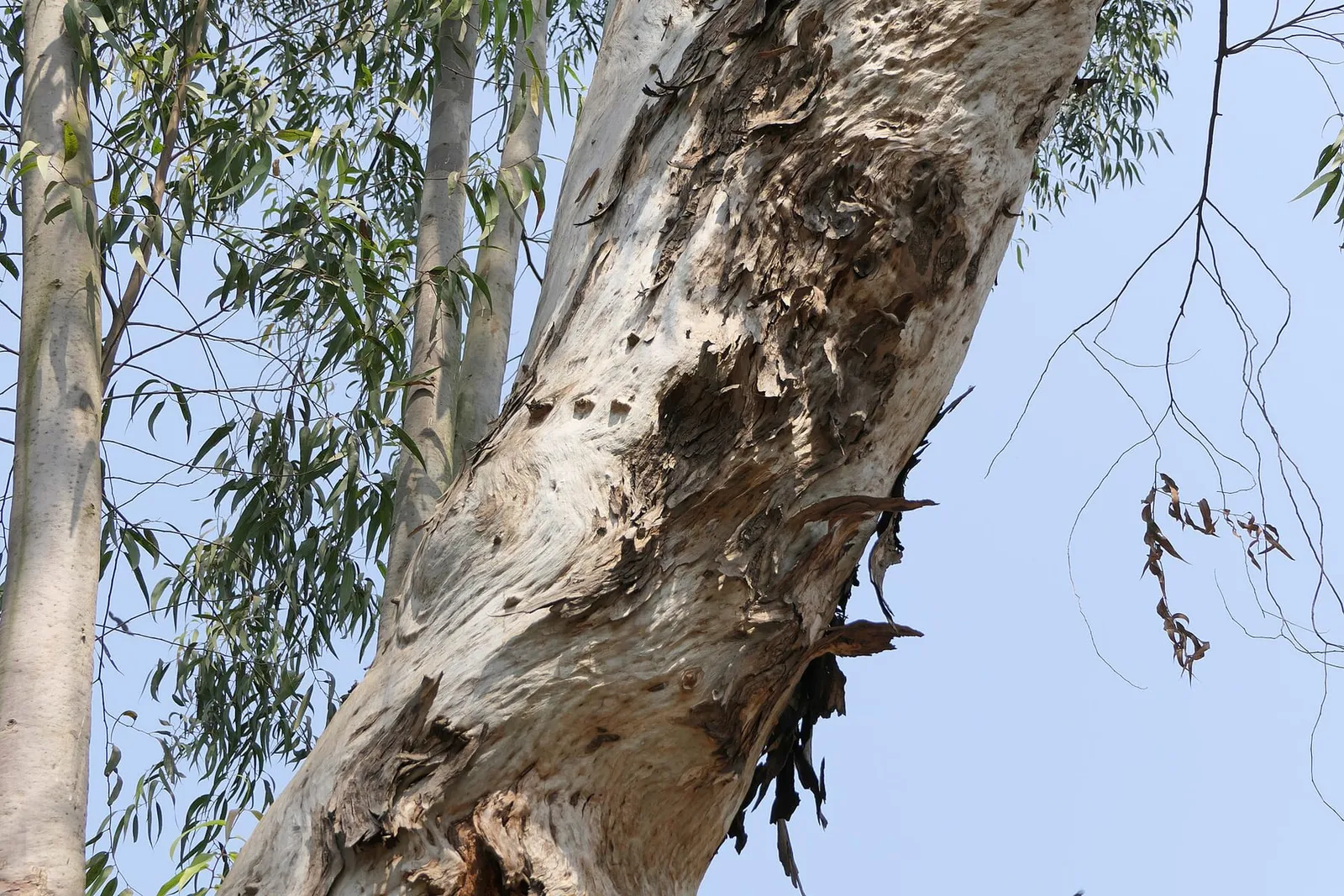 The pale, peeling trunk of a lemon eucalyptus tree with narrow leaves against a clear blue sky.