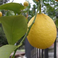 A ripe yellow lemon hanging among glossy green leaves on a lemon tree.
