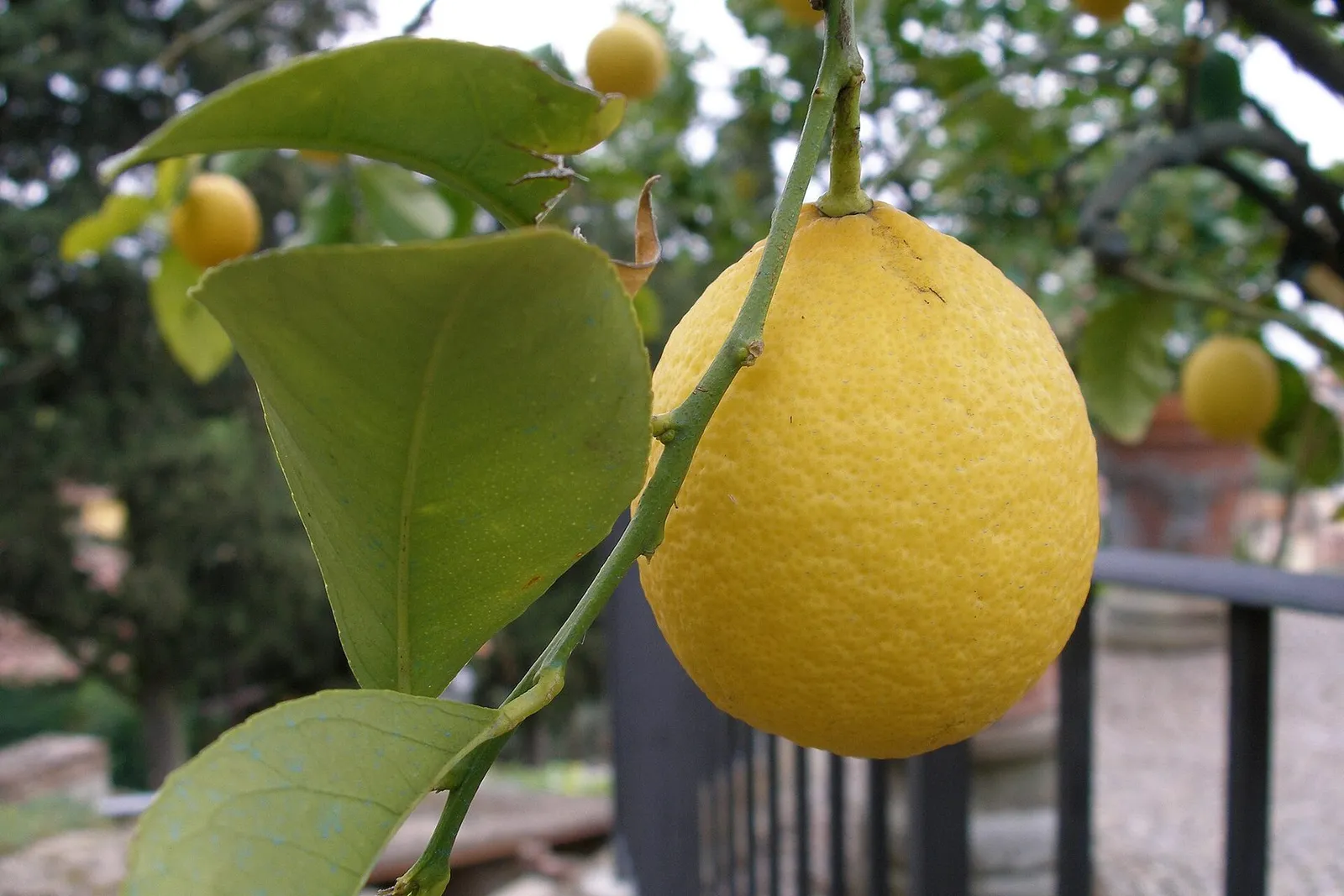 A ripe yellow lemon hanging among glossy green leaves on a lemon tree.