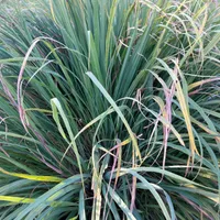 A full clump of long, arching lemongrass blades growing in a garden.