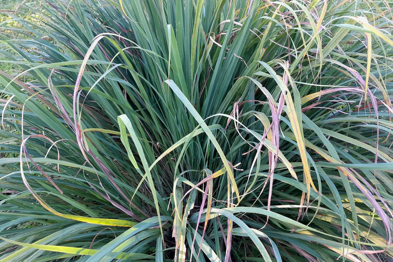 A full clump of long, arching lemongrass blades growing in a garden.