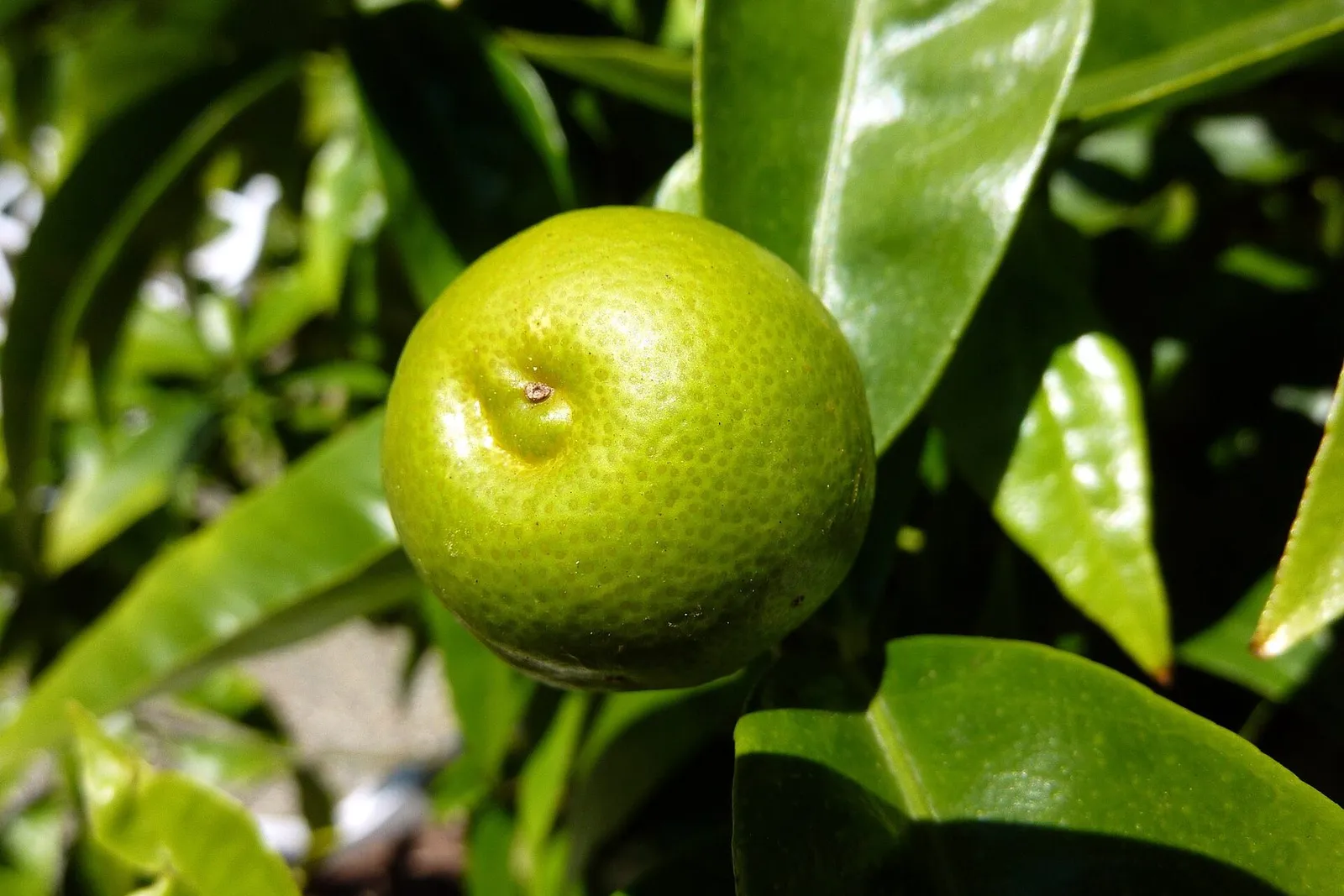 A single green lime hanging among glossy leaves on a lime tree.
