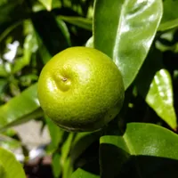 A single green lime hanging among glossy leaves on a lime tree.