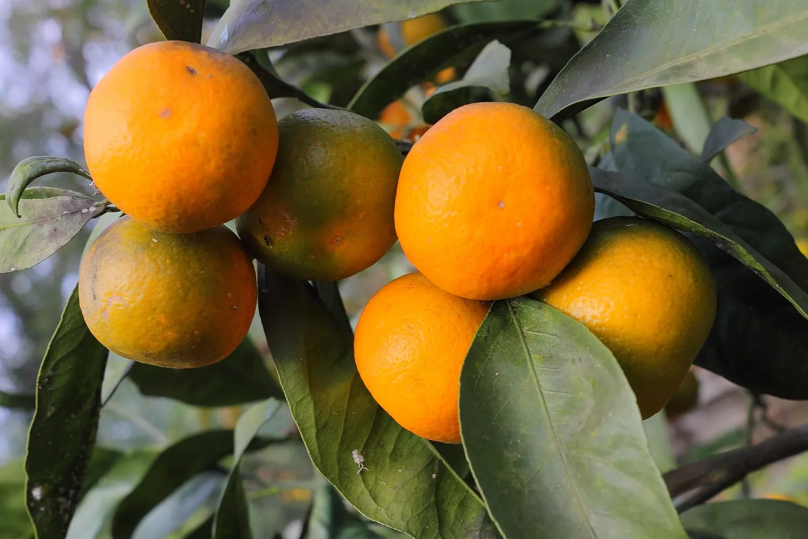 Ripe orange mandarins hanging in a cluster among dark green leaves on the tree.