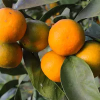 Ripe orange mandarins hanging in a cluster among dark green leaves on the tree.