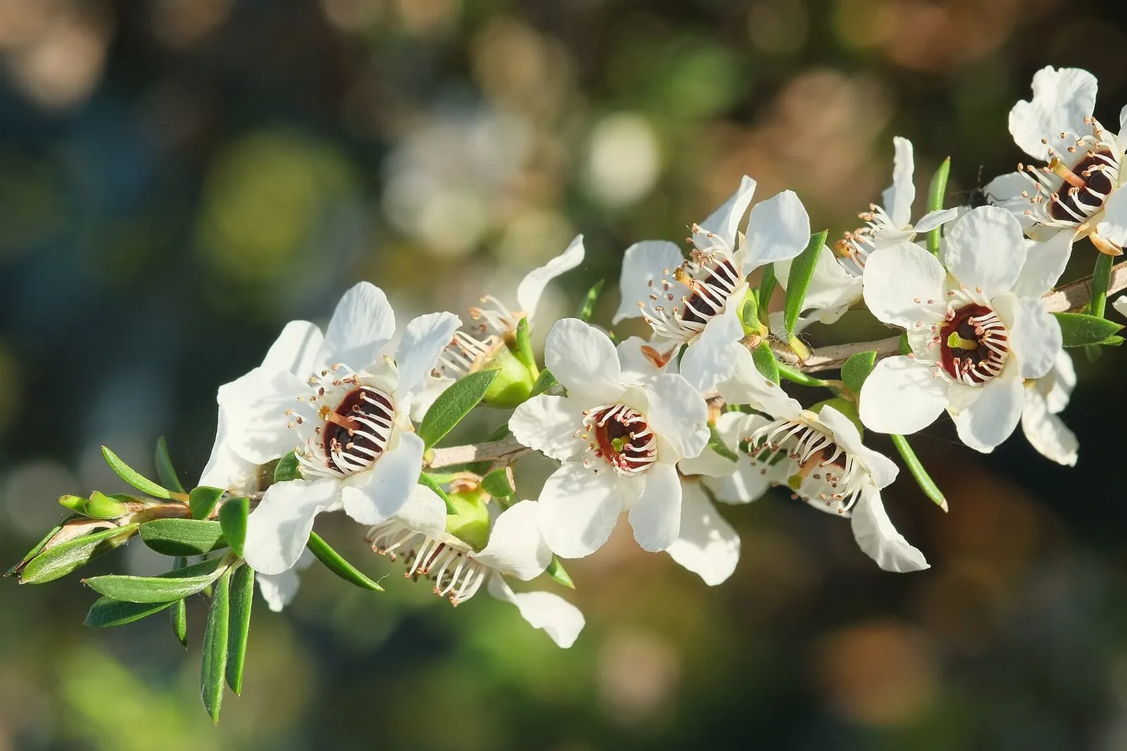 A manuka twig covered in white five-petalled flowers with dark centres and small narrow leaves.