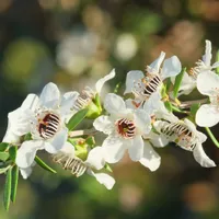 A manuka twig covered in white five-petalled flowers with dark centres and small narrow leaves.