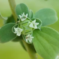 Tiny white sweet marjoram flowers ringing a green knot-like flower head, framed by soft grey-green leaves.