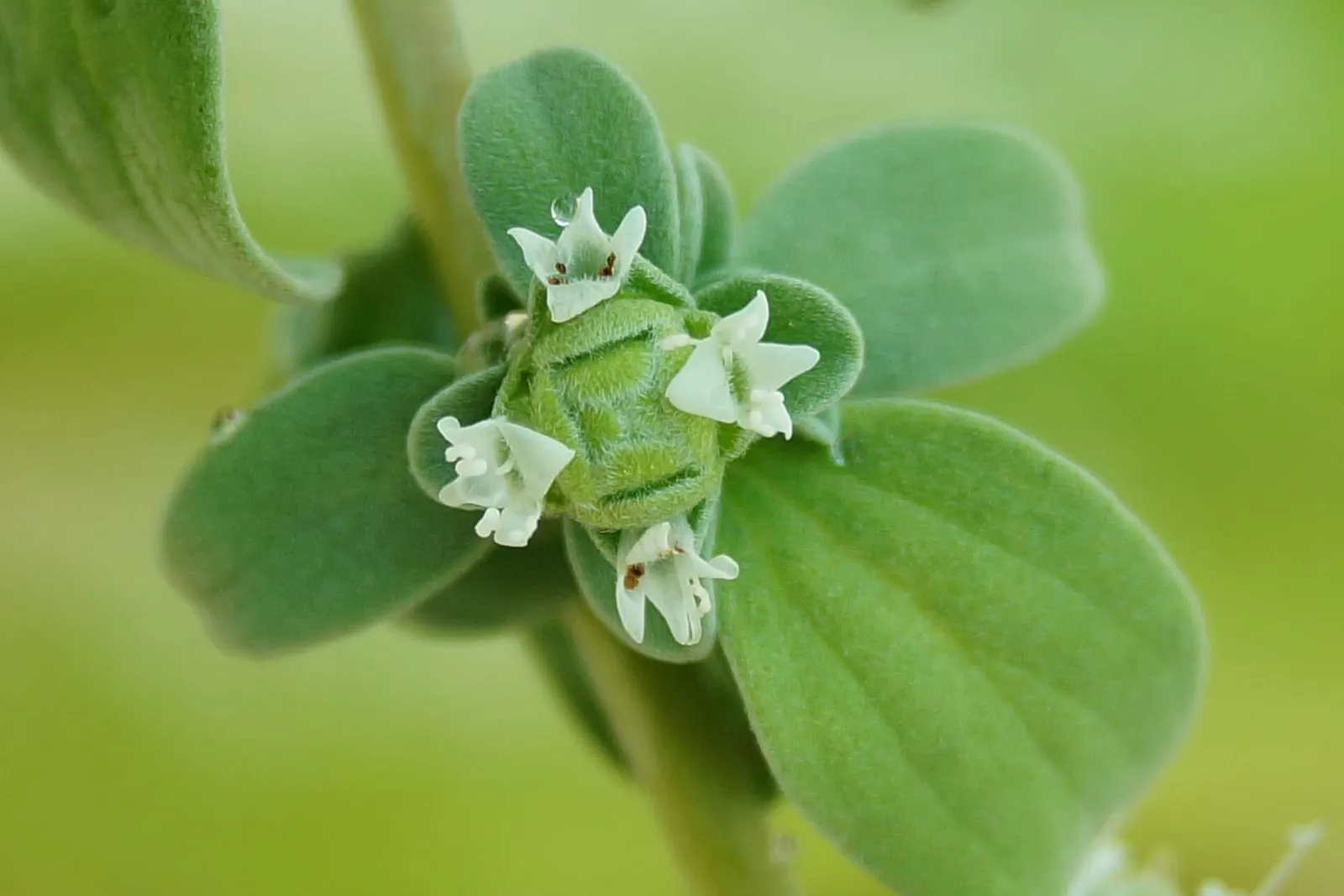 Tiny white sweet marjoram flowers ringing a green knot-like flower head, framed by soft grey-green leaves.