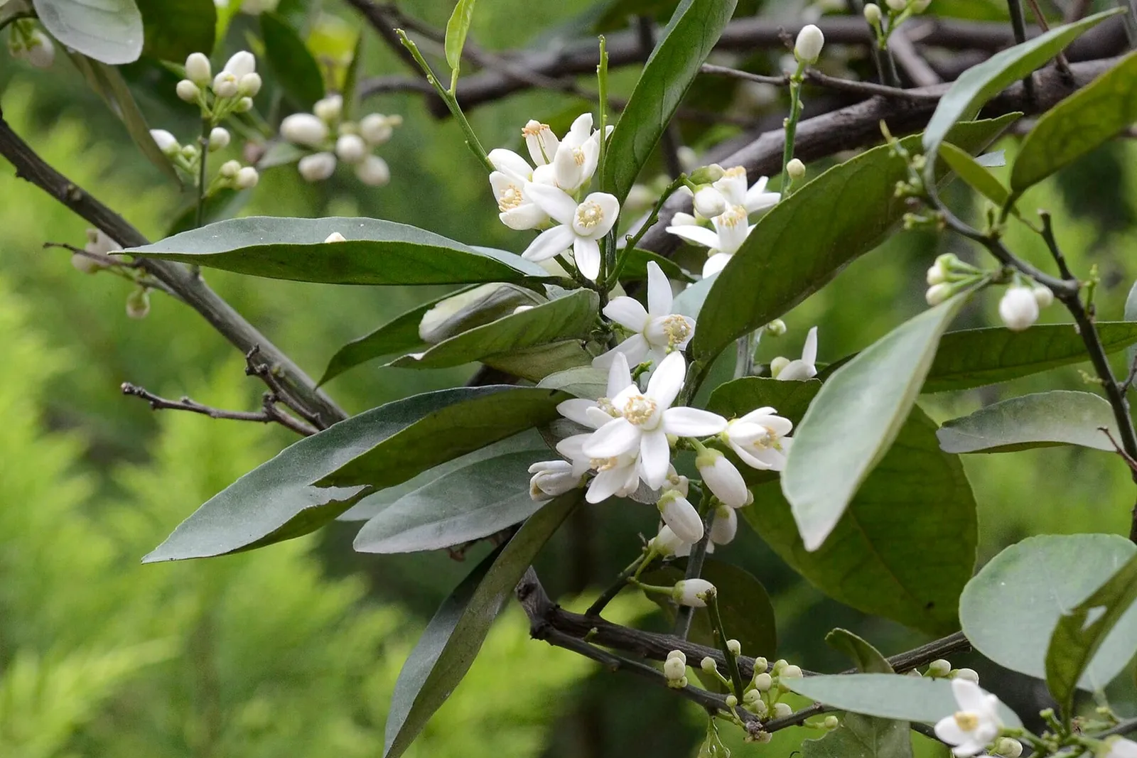 White bitter orange blossoms and round flower buds among glossy green leaves on a branch.