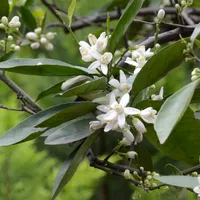 White bitter orange blossoms and round flower buds among glossy green leaves on a branch.