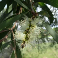 A creamy white bottlebrush flower spike among long narrow leaves on a niaouli branch.