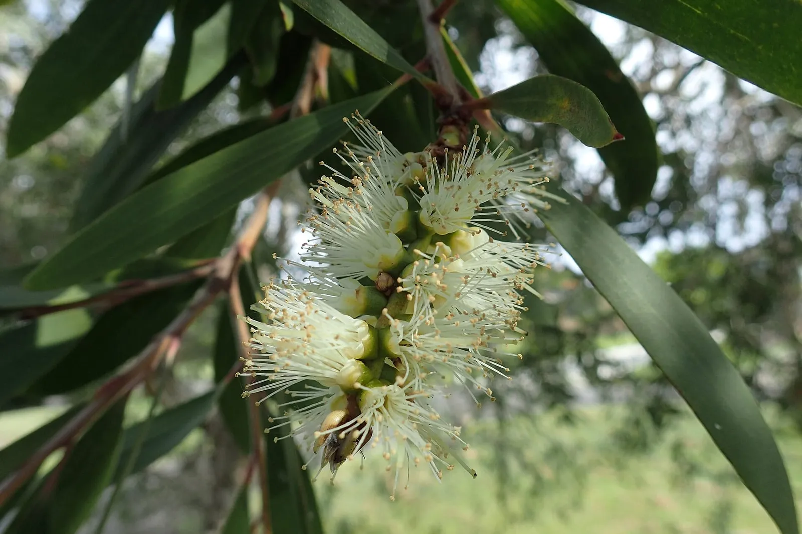 A creamy white bottlebrush flower spike among long narrow leaves on a niaouli branch.