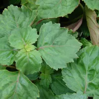 Soft, broad patchouli leaves with toothed edges growing close together.