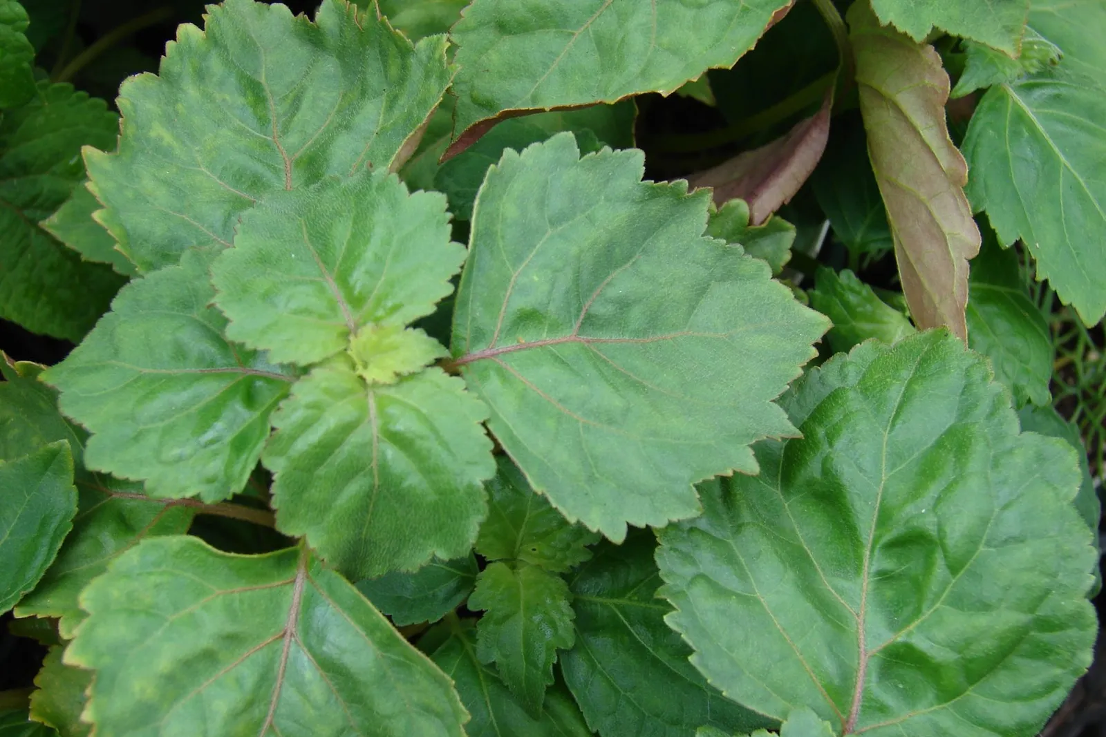 Soft, broad patchouli leaves with toothed edges growing close together.