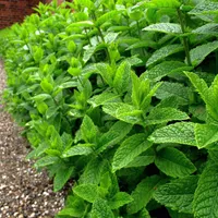 A dense bed of bright green peppermint plants growing along a gravel path beside a brick wall.