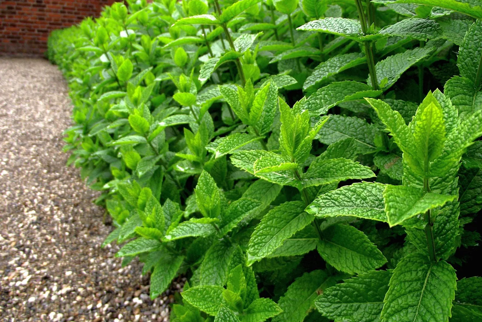 A dense bed of bright green peppermint plants growing along a gravel path beside a brick wall.