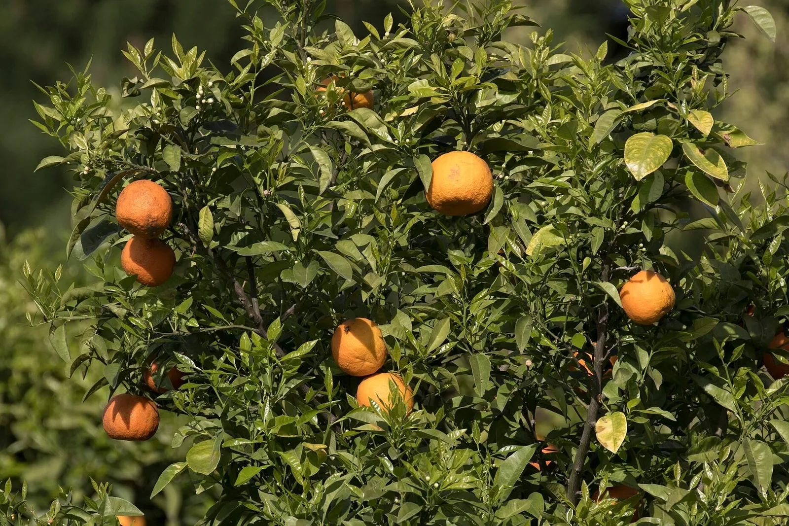 A leafy bitter orange tree with dense green foliage and several round orange fruits among the branches.