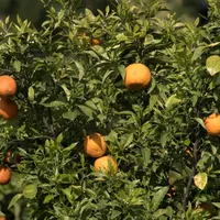 A leafy bitter orange tree with dense green foliage and several round orange fruits among the branches.