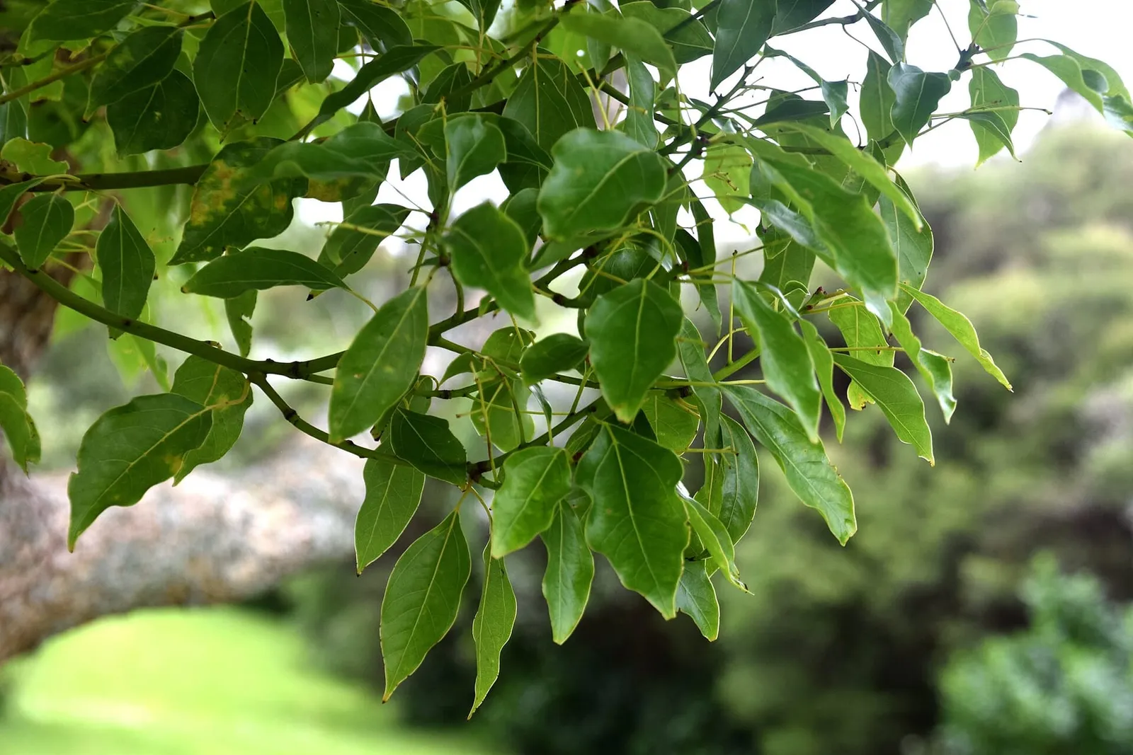 A camphor tree branch with glossy oval green leaves against a softly blurred garden background.