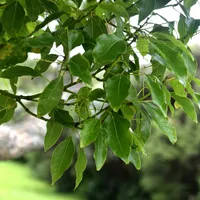 A camphor tree branch with glossy oval green leaves against a softly blurred garden background.