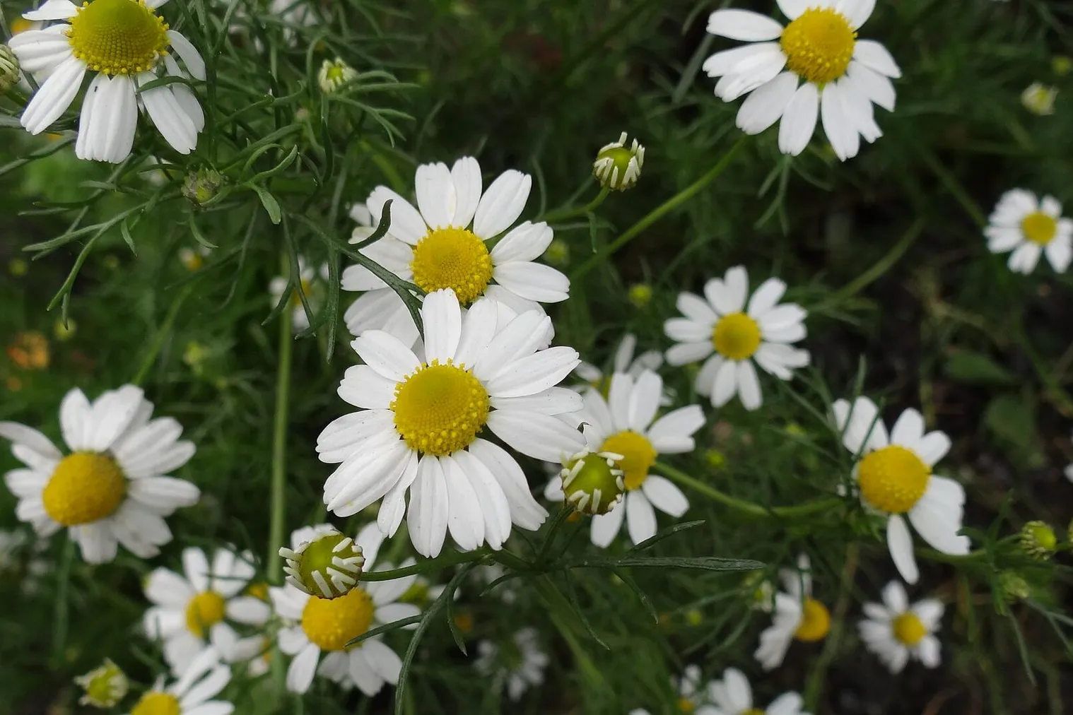 Small white Roman chamomile flowers with yellow centres above feathery green foliage.