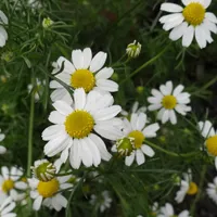 Small white Roman chamomile flowers with yellow centres above feathery green foliage.