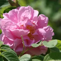 A fully open pink damask rose with layered ruffled petals among serrated green leaves.