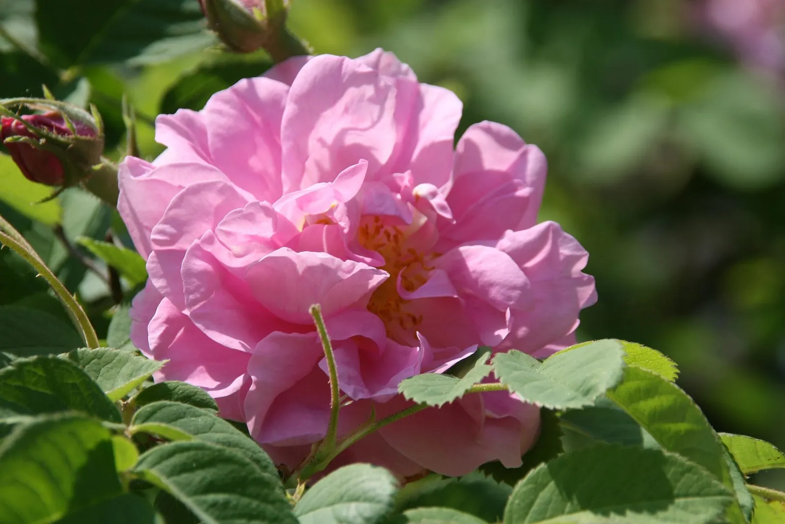 A fully open pink damask rose with layered ruffled petals among serrated green leaves.