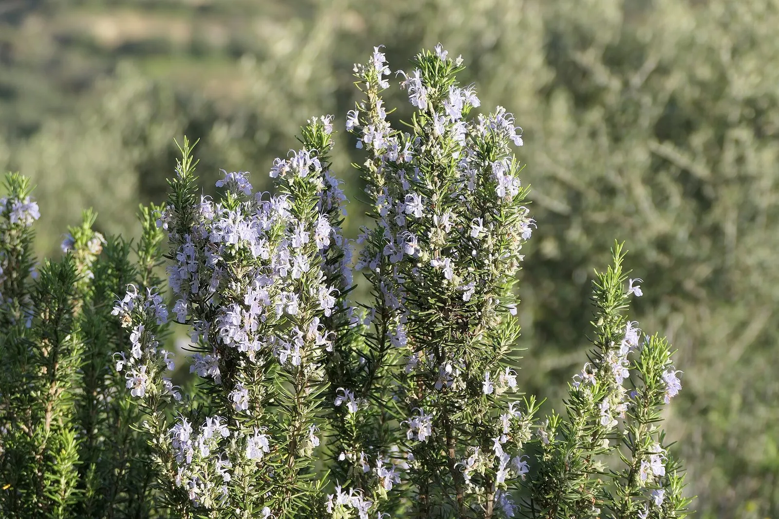 A rosemary shrub covered in small pale blue flowers growing outdoors.