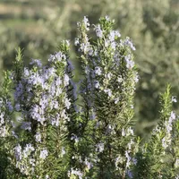 A rosemary shrub covered in small pale blue flowers growing outdoors.