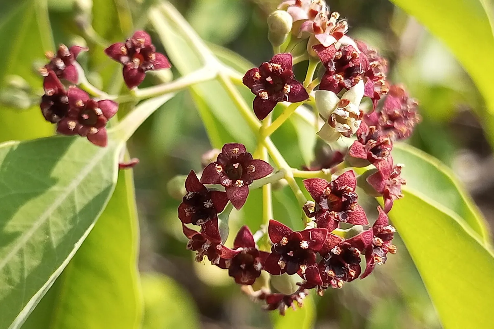 Clusters of small dark red sandalwood flowers among smooth green leaves.