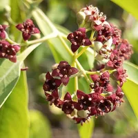 Clusters of small dark red sandalwood flowers among smooth green leaves.