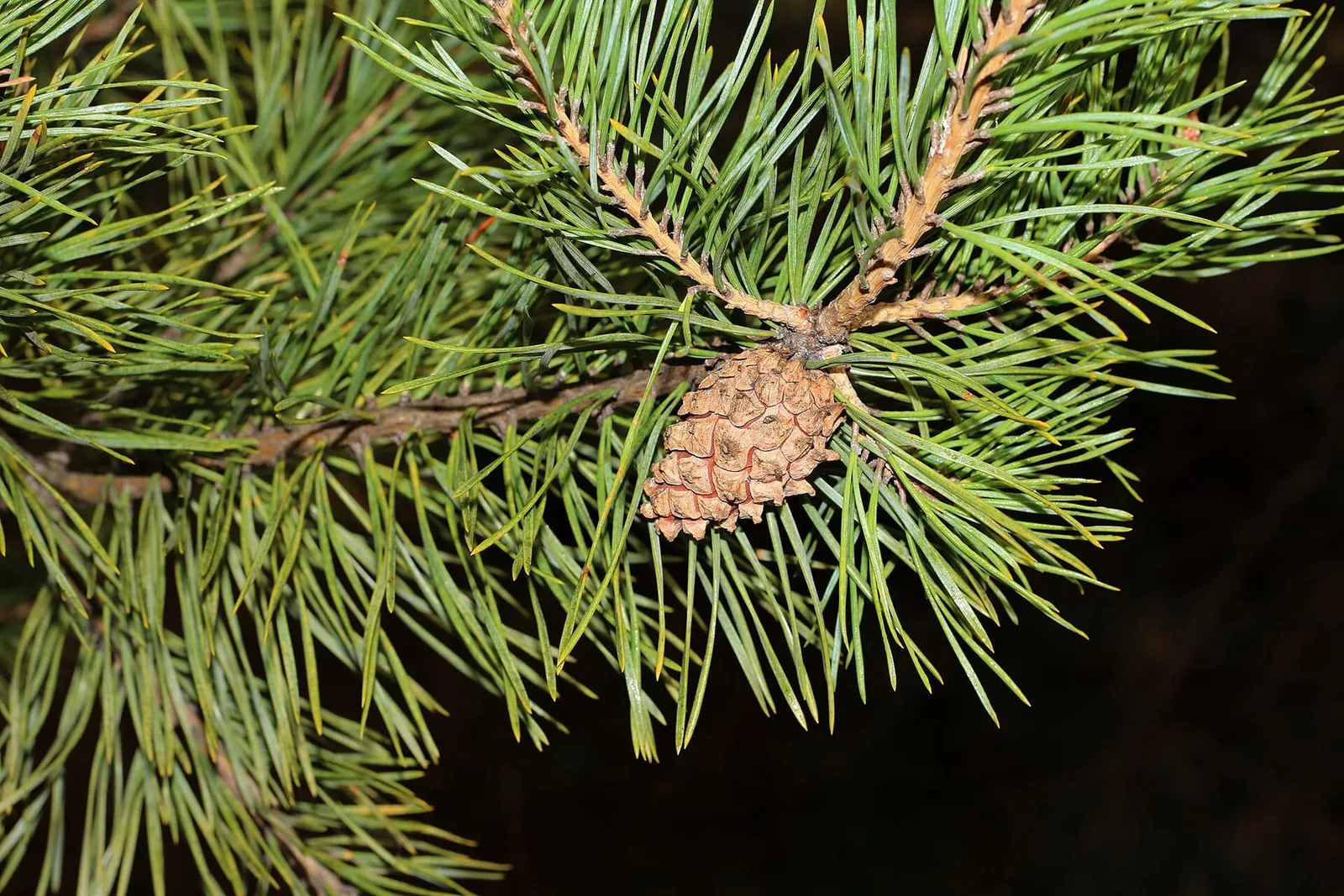 A Scots pine branch with long paired blue-green needles and a single brown cone against a dark background.