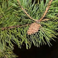A Scots pine branch with long paired blue-green needles and a single brown cone against a dark background.