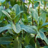 Upright spearmint stems with pointed, finely toothed green leaves growing close together.