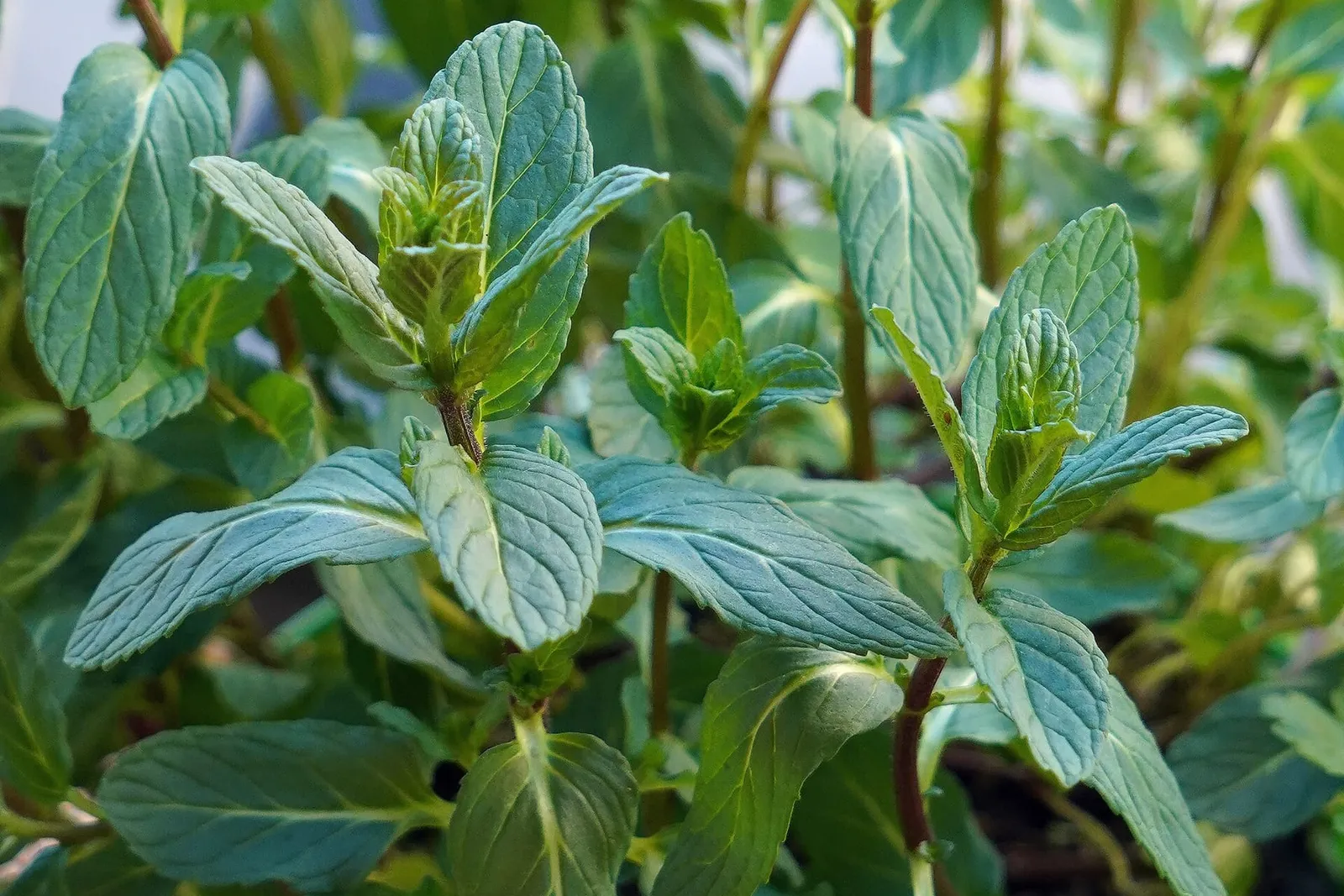 Upright spearmint stems with pointed, finely toothed green leaves growing close together.
