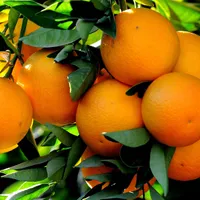 A cluster of ripe oranges hanging from a leafy branch in bright sunlight.