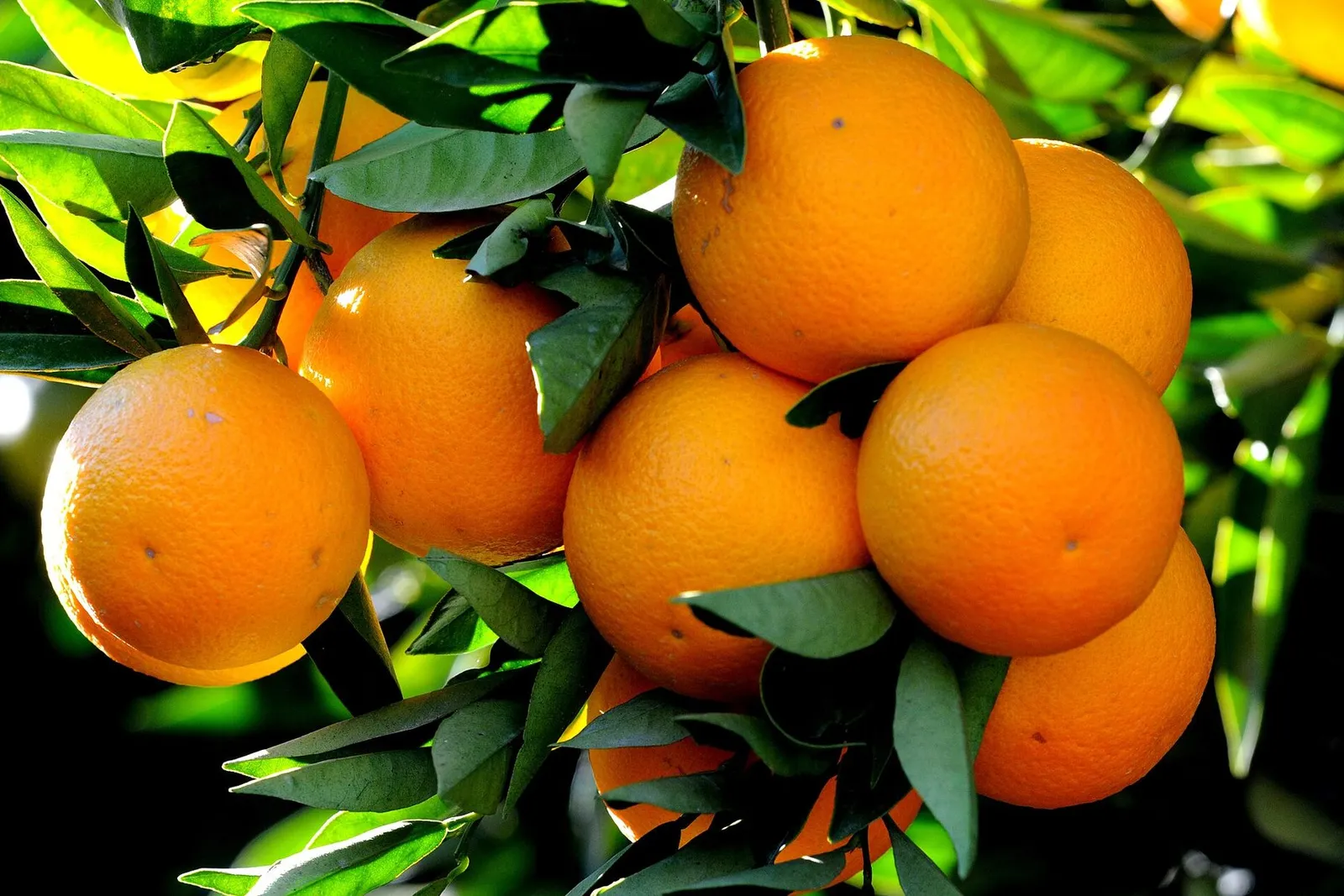 A cluster of ripe oranges hanging from a leafy branch in bright sunlight.