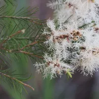 Fluffy white tea tree flowers among fine, needle-like green leaves.