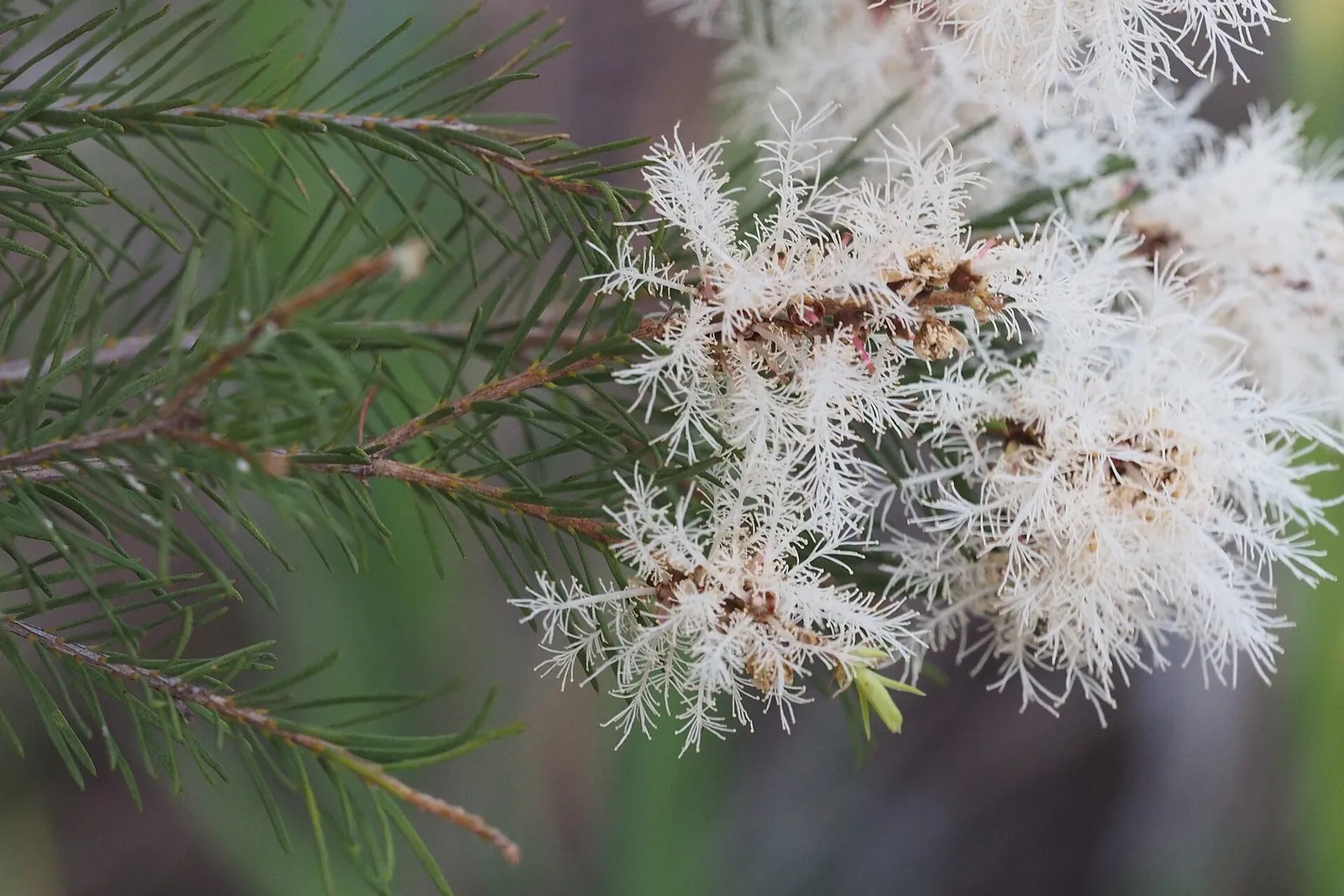 Fluffy white tea tree flowers among fine, needle-like green leaves.
