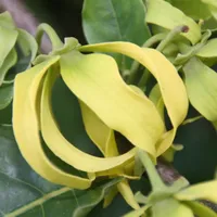 Drooping, ribbon-like yellow ylang-ylang petals hanging among broad green leaves.