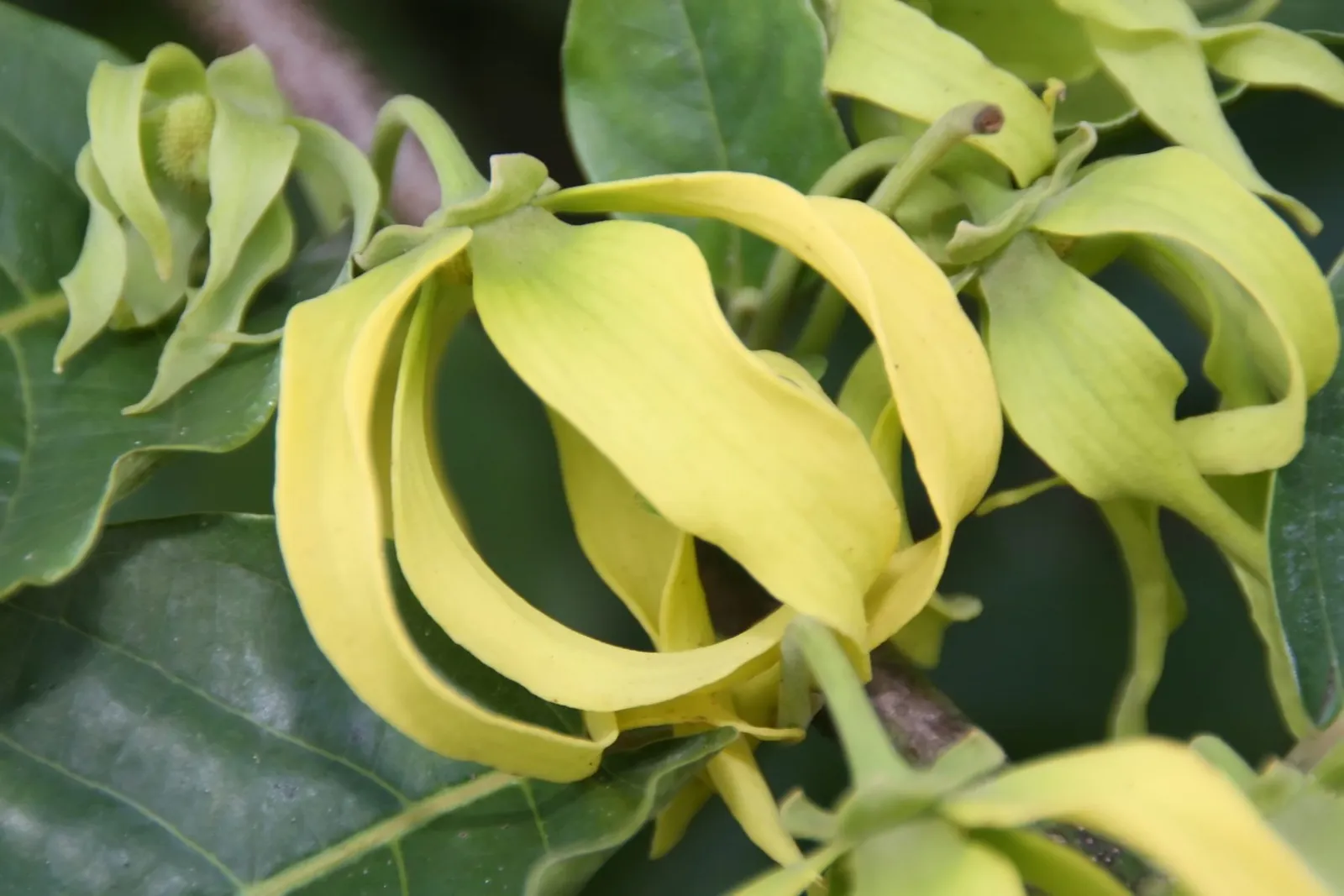 Drooping, ribbon-like yellow ylang-ylang petals hanging among broad green leaves.