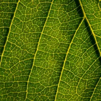 A green leaf filling the frame, its web of veins lit from behind.