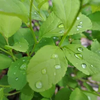 Fresh green leaves covered in beads of morning dew.
