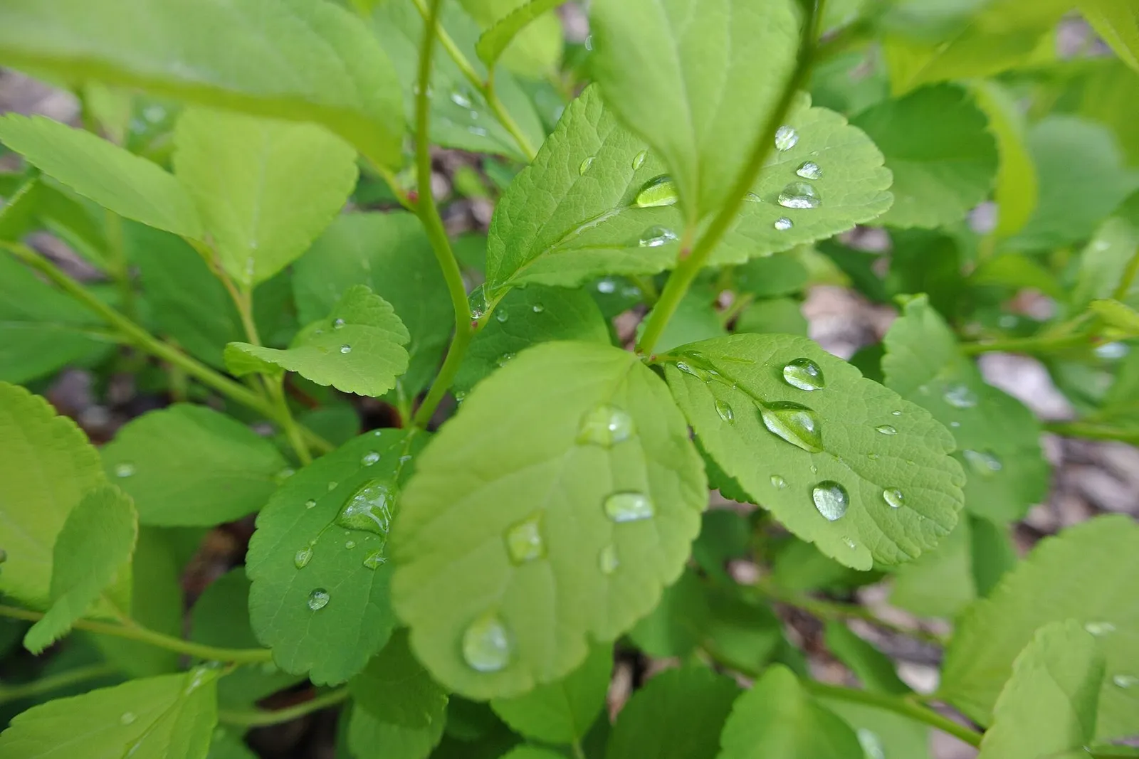 Fresh green leaves covered in beads of morning dew