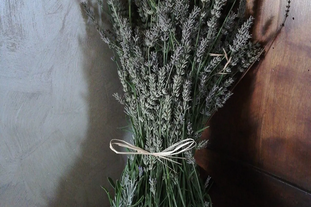 A tall bundle of dried lavender tied with string, standing in the corner of a room