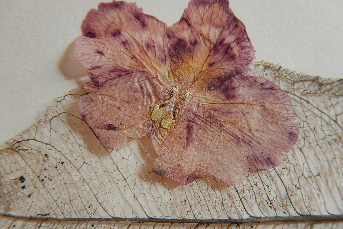 A pressed pink flower resting on a dried leaf skeleton with fine, lace-like veins.