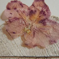 A pressed pink flower resting on a dried leaf skeleton with fine, lace-like veins.